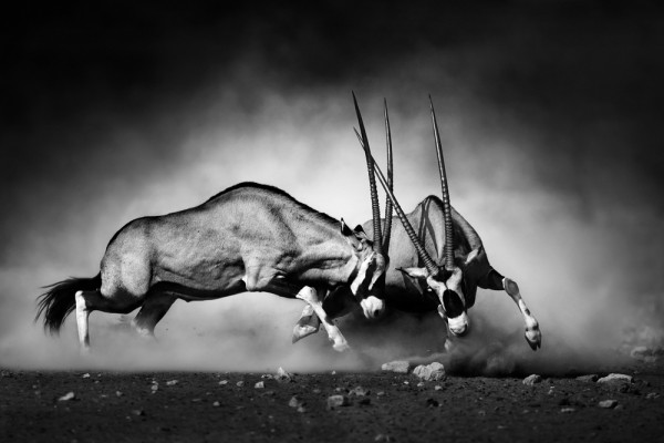 Akustikbild 2 KÄMPFENDE ORYX aus Materialmix