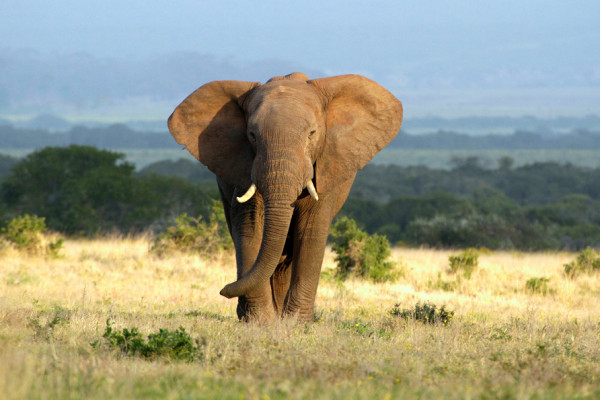 Akustikbild ELEFANT