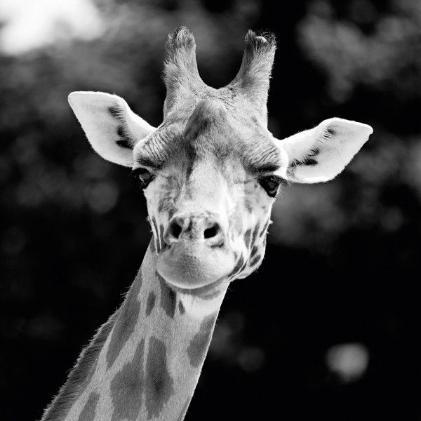 Akustikbild GIRAFFE