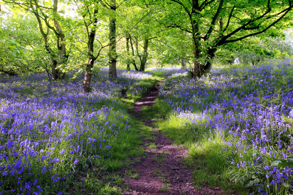 Akustikbild WALD LAVENDEL 1