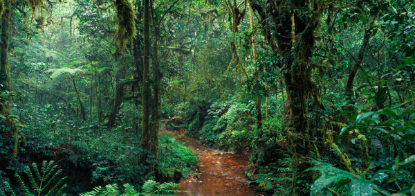 Akustikbild IM DSCHUNGEL in mehrfarbig