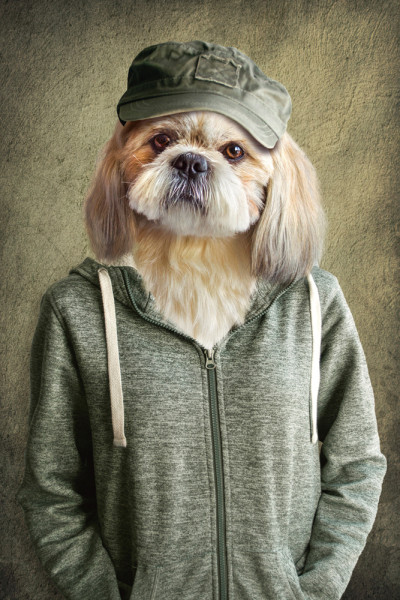 Akustikbild HUND MIT JACKE