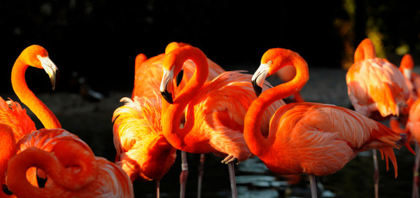 Akustikbild FLAMINGOS