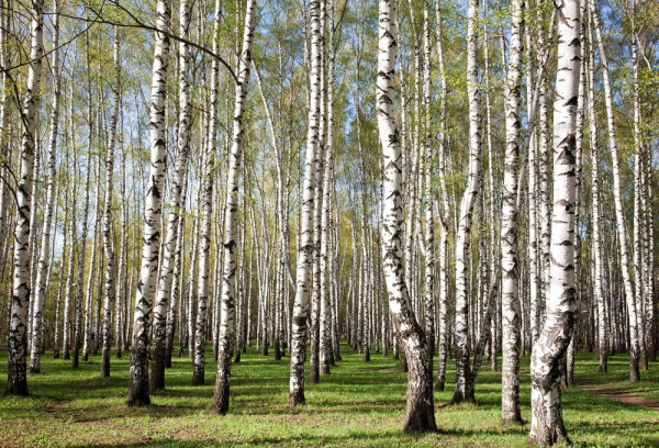 Akustikbild BIRKENWALD aus Materialmix