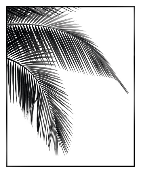 Bild PALM LEAF