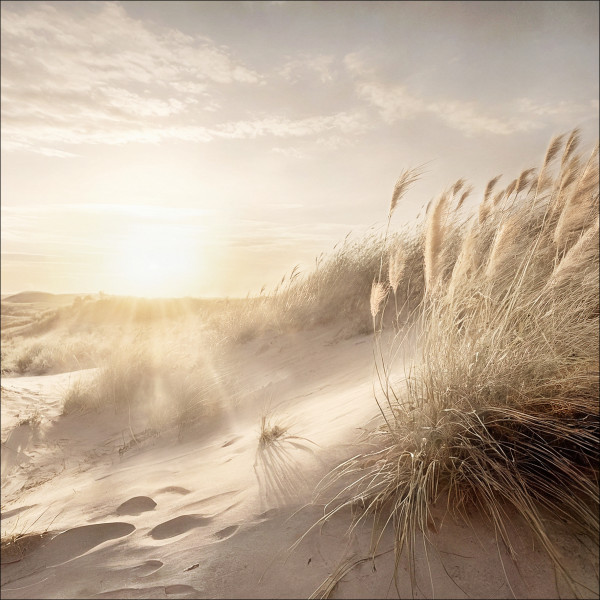 Glasbild DUNE GRASS AT SUNRISE in mehrfarbig aus Glas