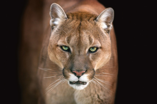 Akustikbild PUMA