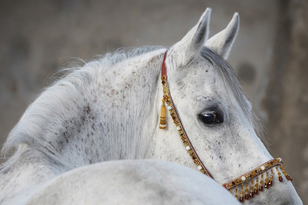 Akustikbild ARABER HENGST