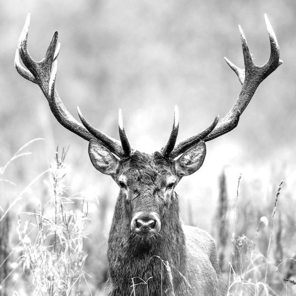 Glasbild GREY DEER HEAD II