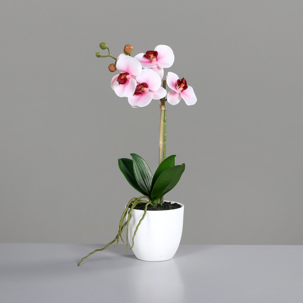 Orchidee ROSA