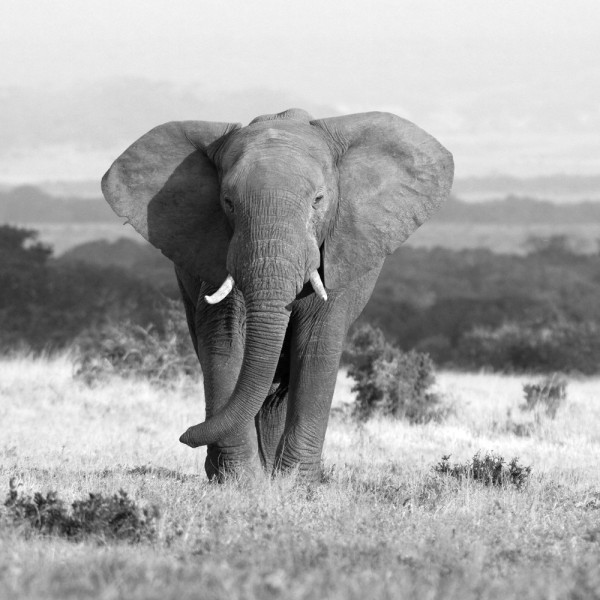 Akustikbild ELEFANT aus Materialmix