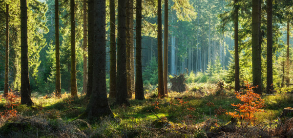 Akustikbild HERBSTWALD