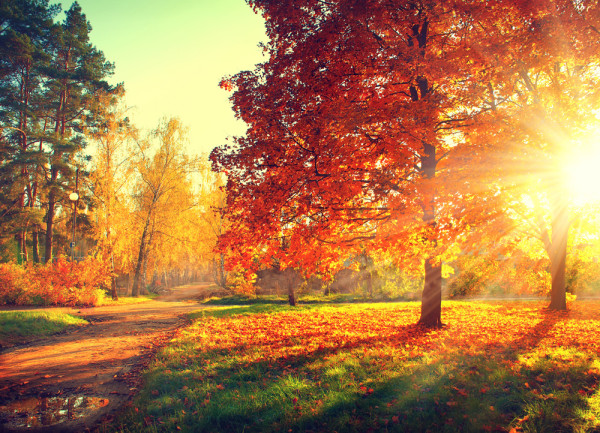 Akustikbild HERBSTWALD