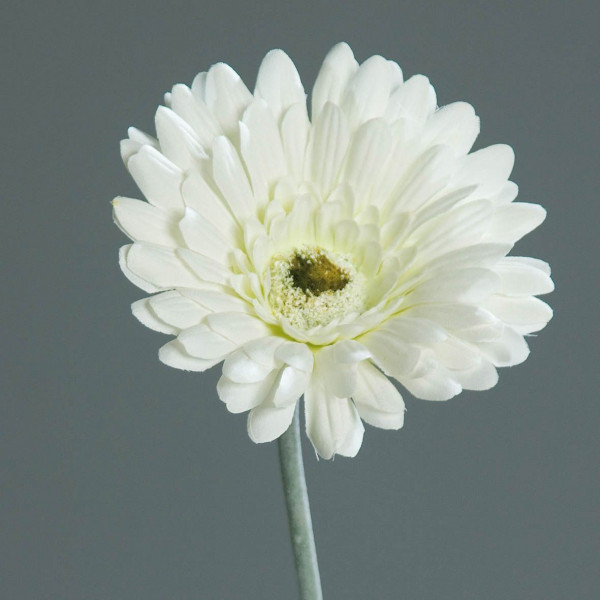 Kunstblume Gerbera in creme aus Kunststoff