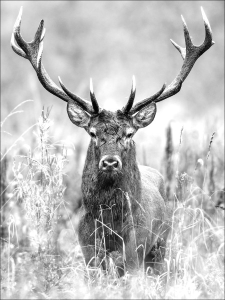 Keilrahmenbild GREY DEER HEAD