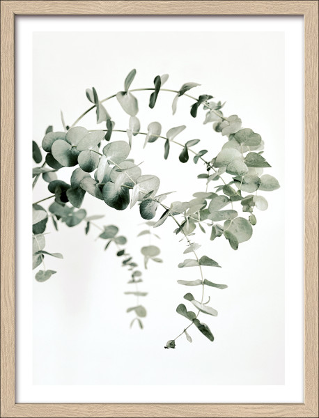 Gerahmtes Bild EUCALYPTUS