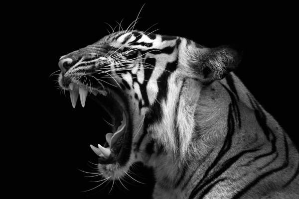 Akustikbild FAUCHENDER TIGER aus Materialmix