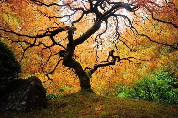 Kunstdruck DER BAUM