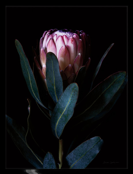 Gerahmtes-Bild PROTEA PORTRAIT