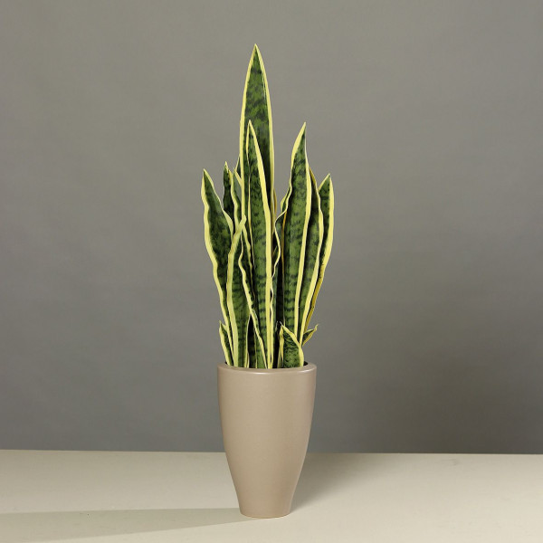 Sanseveria im Keramiktopf
