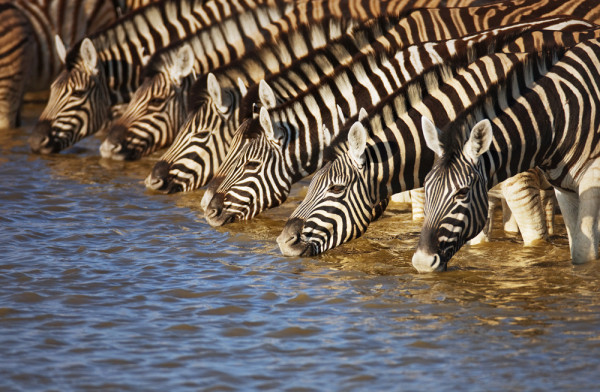 Akustikbild ZEBRAS AM FLUß