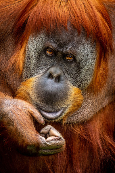 Akustikbild ORANG-UTAN