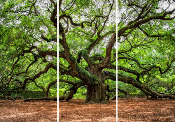 Akustikbild VERZWEIGTER BAUM