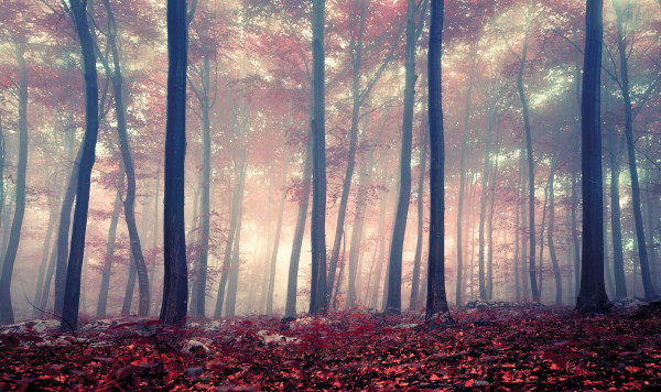 Bild FOREST in mehrfarbig aus Papier