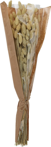 Trockenpflanze GRAS in mehrfarbig aus 100 % Naturmaterial