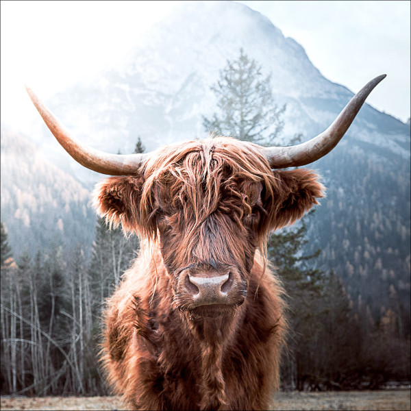 Glasbild HIGHLAND CATTLE