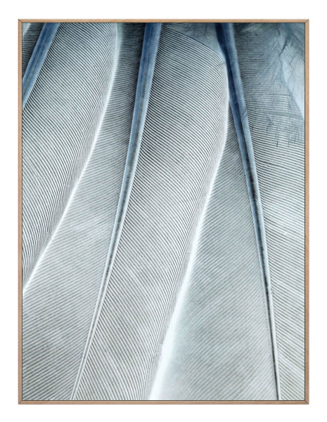 Bild FINE FEATHERS in mehrfarbig aus Papier