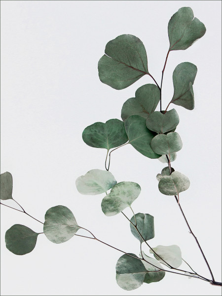 Keilrahmenbild EUCALYPTUS II