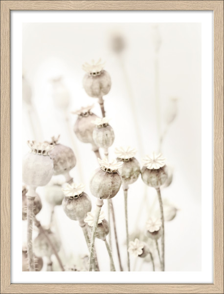 Gerahmtes Bild DRIED POPPIES