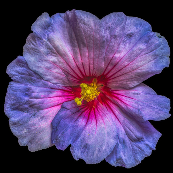 Akustikbild HIBISKUSBLÜTE