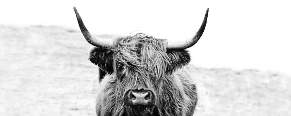 Glasbild HIGHLAND CATTLE II