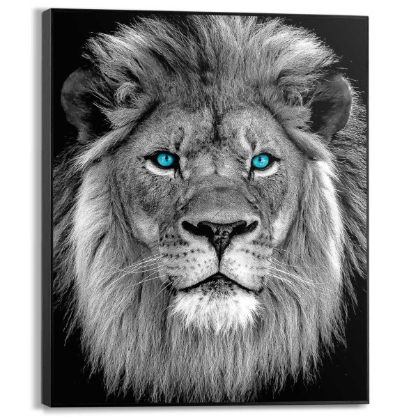 Bild BLUE EYED LION