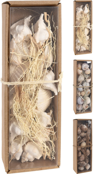 Muscheln in natur aus 100 % Naturmaterial