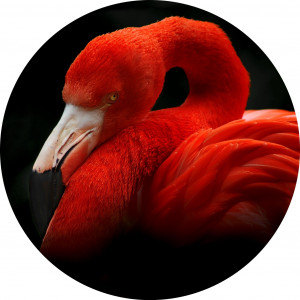 Glasbild SLEEPING FLAMINGO Glasbild SLEEPING FLAMINGO