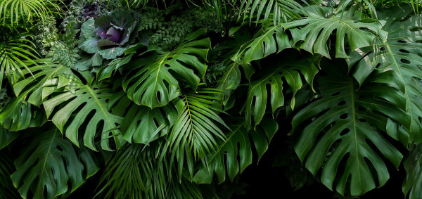 Akustikbild GRÜNES BLÄTTERMEER in mehrfarbig