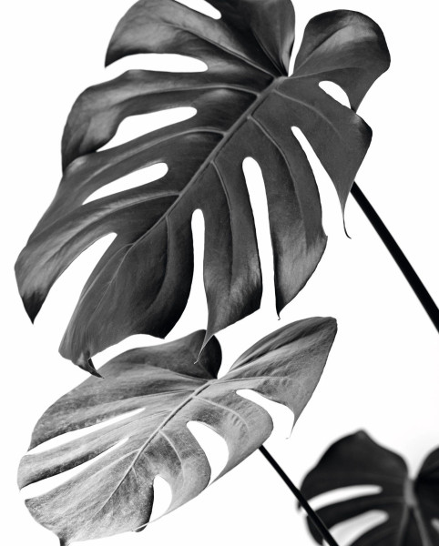 Bild MONSTERA BLACK