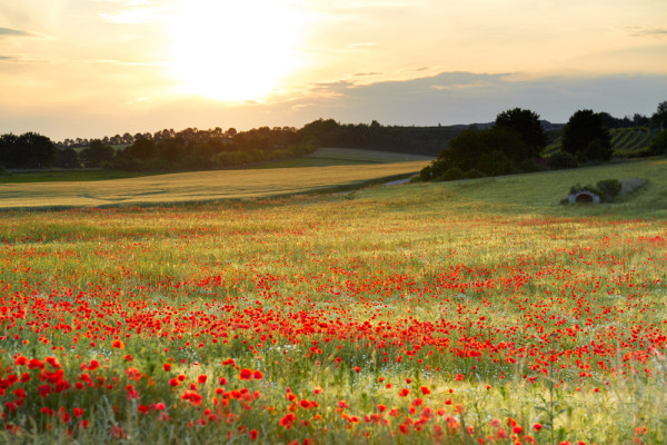 Akustikbild WIESE MIT MOHN