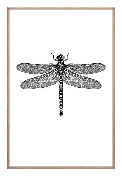 Bild DRAGONFLY