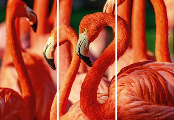 Akustikbild FLAMINGOS in mehrfarbig