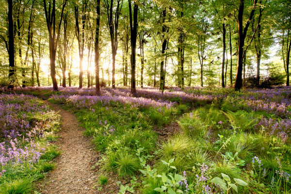 Akustikbild WALDWEG aus Materialmix
