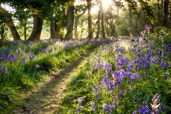 Akustikbild WALD LAVENDEL 2 aus Materialmix
