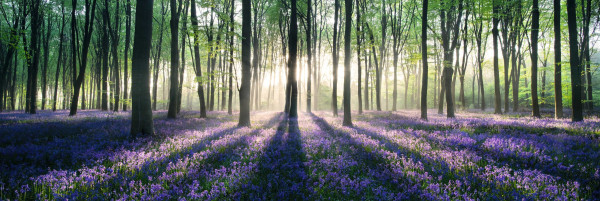 Bild ENCHANTED FOREST in mehrfarbig aus Papier