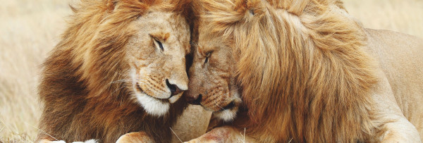 Bild PAIR OF LIONS in mehrfarbig aus Papier