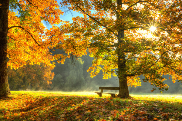 Akustikbild HERBSTWALD