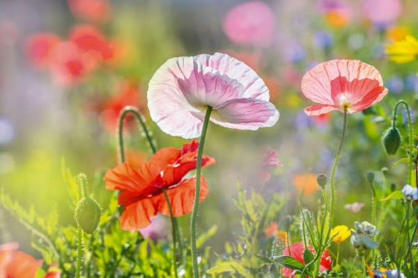 Akustikbild MOHNBLUMEN 4 aus Materialmix