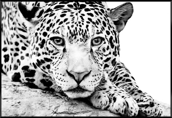 Bild LEOPARD